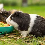 Wczasowy Z Dostepem Do Mini Zoo Donkeyszot *