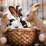 Wczasowy Z Dostepem Do Mini Zoo Donkeyszot * Rogozina