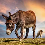 別荘 Wczasowy Z Dostepem Do Mini Zoo Donkeyszot Rogozina