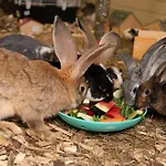 Wczasowy Z Dostepem Do Mini Zoo Donkeyszot *