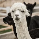 別荘 Wczasowy Z Dostepem Do Mini Zoo Donkeyszot