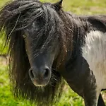 Wczasowy Z Dostepem Do Mini Zoo Donkeyszot 別荘