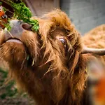 Wczasowy Z Dostepem Do Mini Zoo Donkeyszot * Rogozina