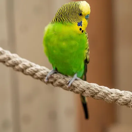 Wczasowy Z Dostepem Do Mini Zoo Donkeyszot *