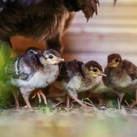 Wczasowy Z Dostepem Do Mini Zoo Donkeyszot Σπίτι διακοπών *