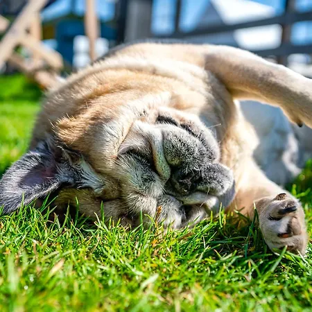 Ferienhaus Wczasowy Z Dostepem Do Mini Zoo Donkeyszot