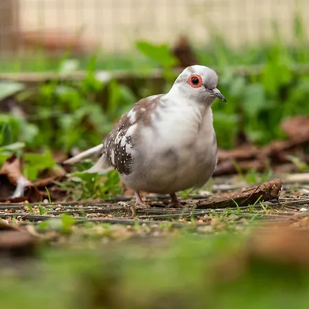 Wczasowy Z Dostepem Do Mini Zoo Donkeyszot Σπίτι διακοπών