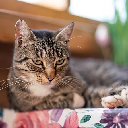 Σπίτι διακοπών Wczasowy Z Dostepem Do Mini Zoo Donkeyszot Rogozina