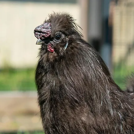 Σπίτι διακοπών Wczasowy Z Dostepem Do Mini Zoo Donkeyszot *