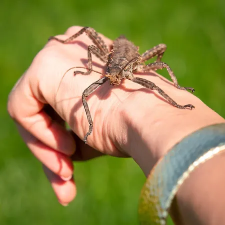 Wczasowy Z Dostepem Do Mini Zoo Donkeyszot *