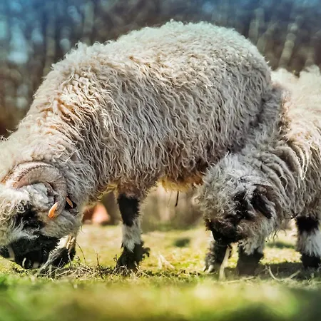 Wczasowy Z Dostepem Do Mini Zoo Donkeyszot Ferienhaus *