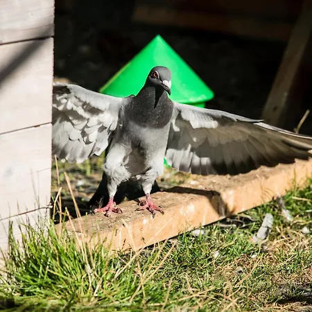 Σπίτι διακοπών Wczasowy Z Dostepem Do Mini Zoo Donkeyszot