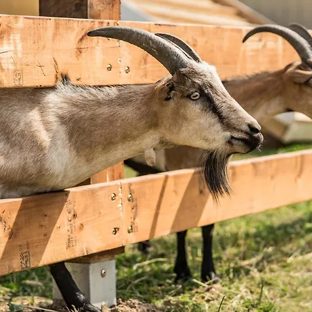 Ferienhaus Wczasowy Z Dostepem Do Mini Zoo Donkeyszot