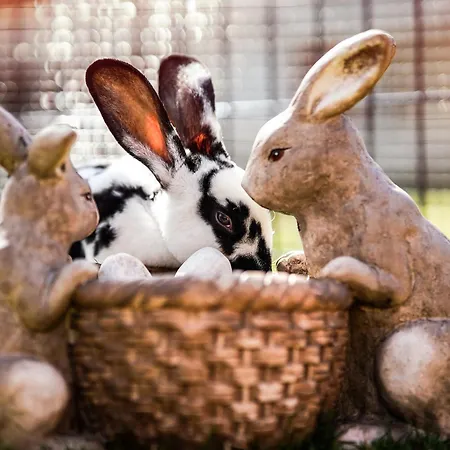 Wczasowy Z Dostepem Do Mini Zoo Donkeyszot * Rogozina