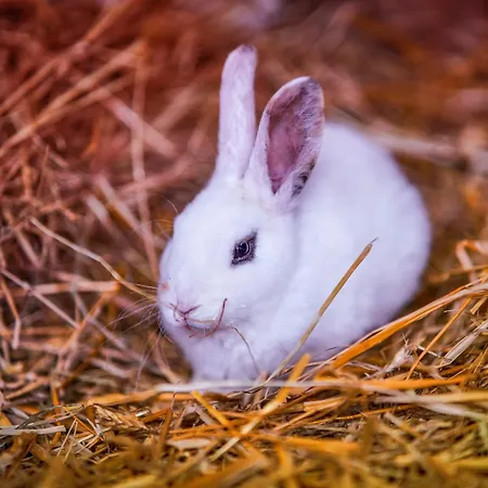 Ferienhaus Wczasowy Z Dostepem Do Mini Zoo Donkeyszot *