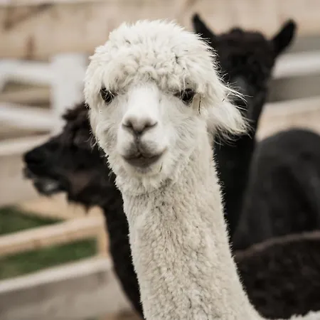 Ferienhaus Wczasowy Z Dostepem Do Mini Zoo Donkeyszot