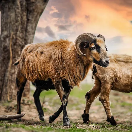 Σπίτι διακοπών Wczasowy Z Dostepem Do Mini Zoo Donkeyszot Rogozina