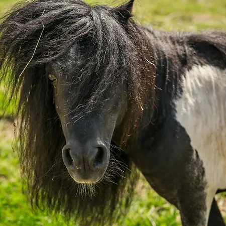 Wczasowy Z Dostepem Do Mini Zoo Donkeyszot Ferienhaus
