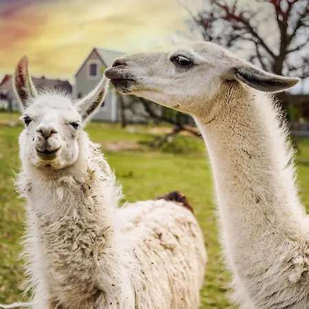 Wczasowy Z Dostepem Do Mini Zoo Donkeyszot Ferienhaus *