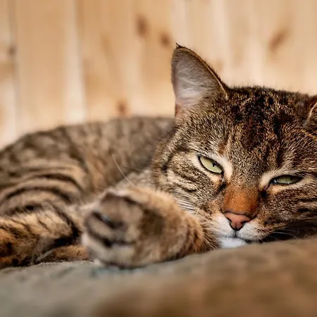 Wczasowy Z Dostepem Do Mini Zoo Donkeyszot Rogozina