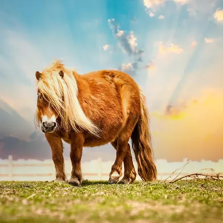 Ferienhaus Wczasowy Z Dostepem Do Mini Zoo Donkeyszot *