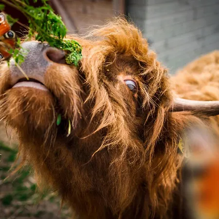 Wczasowy Z Dostepem Do Mini Zoo Donkeyszot * Rogozina