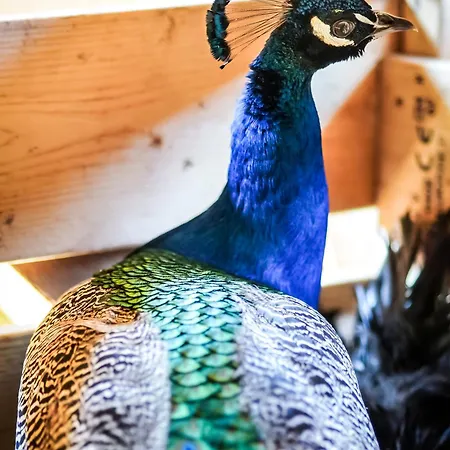 Wczasowy Z Dostepem Do Mini Zoo Donkeyszot * Rogozina