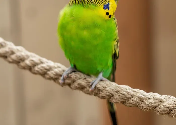 Wczasowy Z Dostepem Do Mini Zoo Donkeyszot *