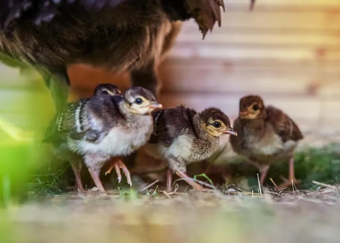 Wczasowy Z Dostepem Do Mini Zoo Donkeyszot Vakantiehuis *