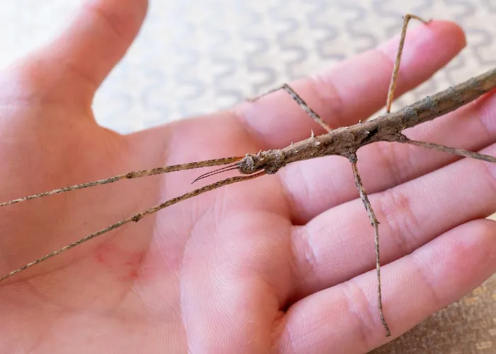 Wczasowy Z Dostepem Do Mini Zoo Donkeyszot Vakantiehuis