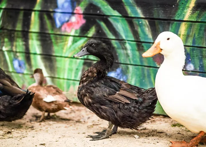 Wczasowy Z Dostepem Do Mini Zoo Donkeyszot * Rogozina