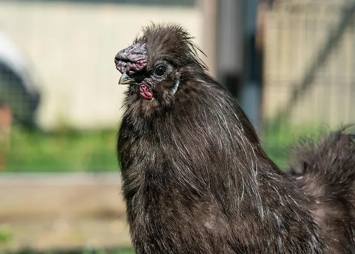 Vakantiehuis Wczasowy Z Dostepem Do Mini Zoo Donkeyszot *