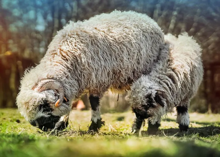 Wczasowy Z Dostepem Do Mini Zoo Donkeyszot Vakantiehuis *