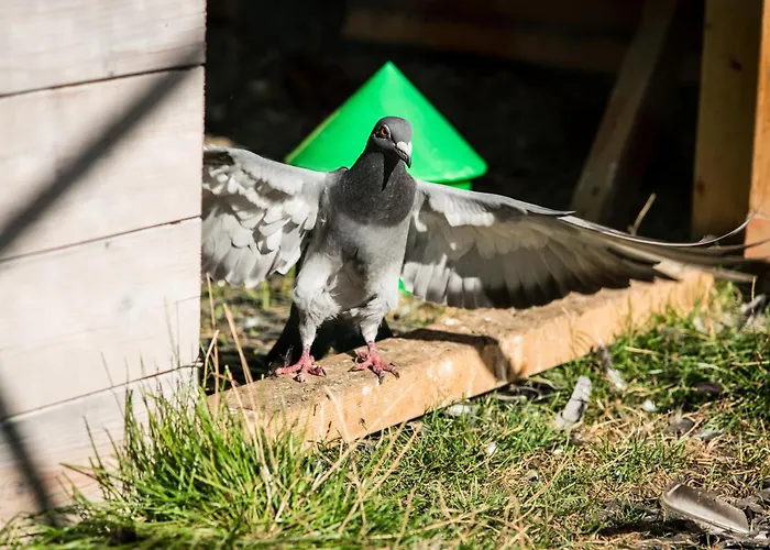 Vakantiehuis Wczasowy Z Dostepem Do Mini Zoo Donkeyszot