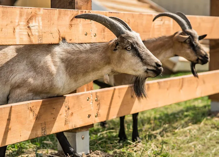 Vakantiehuis Wczasowy Z Dostepem Do Mini Zoo Donkeyszot