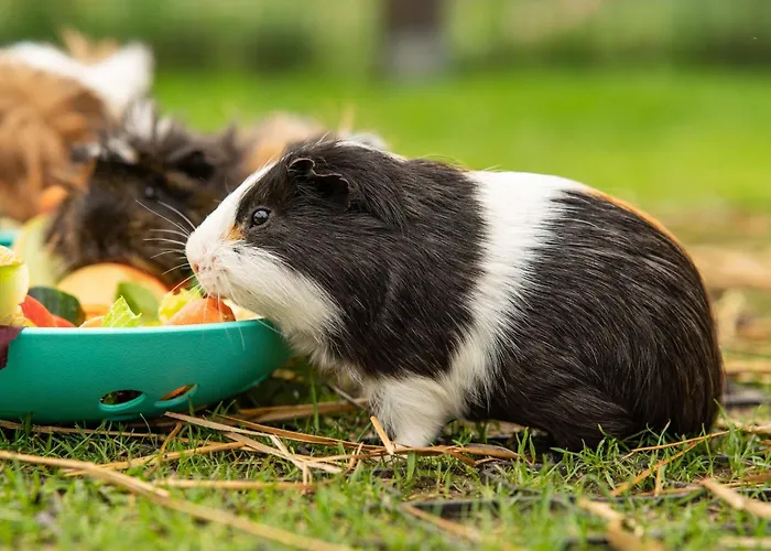 Wczasowy Z Dostepem Do Mini Zoo Donkeyszot *