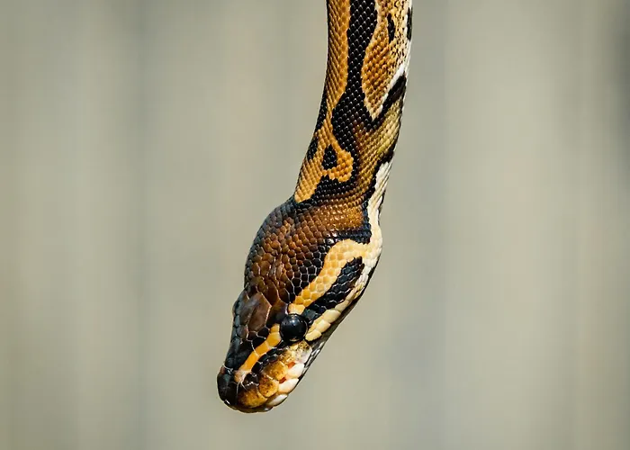 Wczasowy Z Dostepem Do Mini Zoo Donkeyszot Rogozina