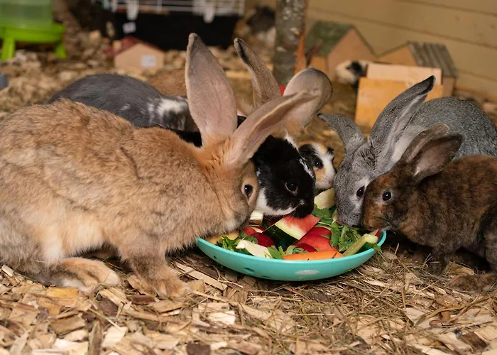 Wczasowy Z Dostepem Do Mini Zoo Donkeyszot *