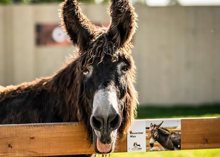 Vakantiehuis Wczasowy Z Dostepem Do Mini Zoo Donkeyszot Rogozina