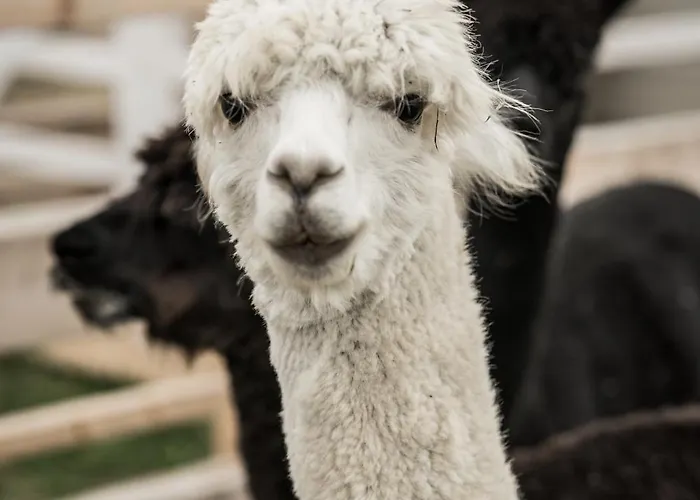 Vakantiehuis Wczasowy Z Dostepem Do Mini Zoo Donkeyszot