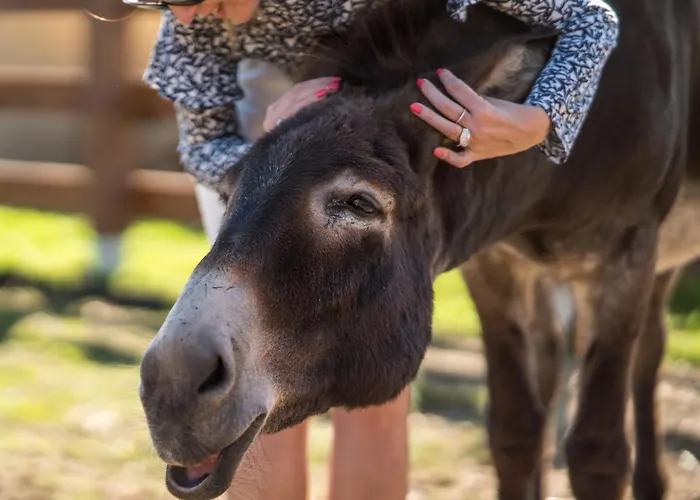 Wczasowy Z Dostepem Do Mini Zoo Donkeyszot Rogozina