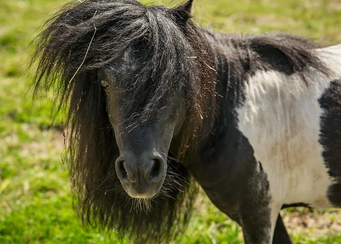 Wczasowy Z Dostepem Do Mini Zoo Donkeyszot Vakantiehuis