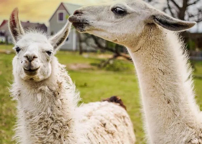 Wczasowy Z Dostepem Do Mini Zoo Donkeyszot Vakantiehuis *