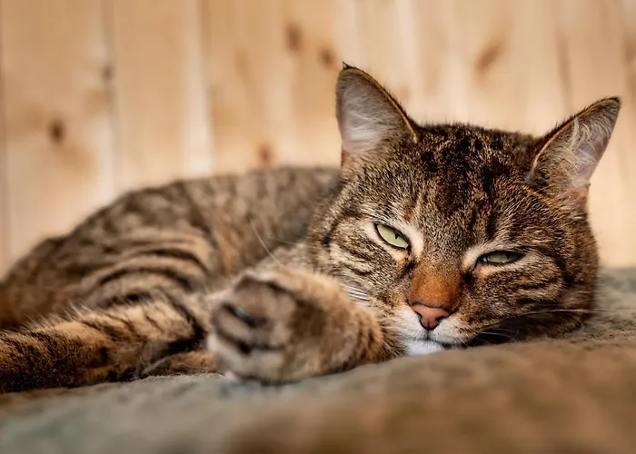 Wczasowy Z Dostepem Do Mini Zoo Donkeyszot Rogozina