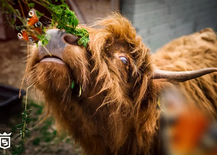 Wczasowy Z Dostepem Do Mini Zoo Donkeyszot * Rogozina