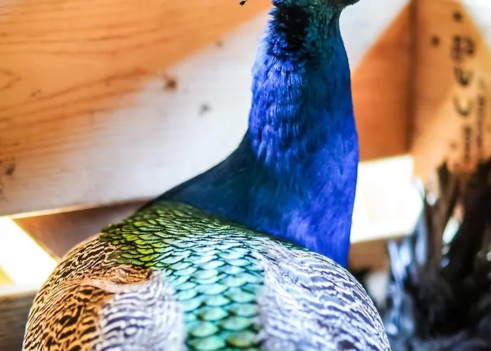 Wczasowy Z Dostepem Do Mini Zoo Donkeyszot * Rogozina